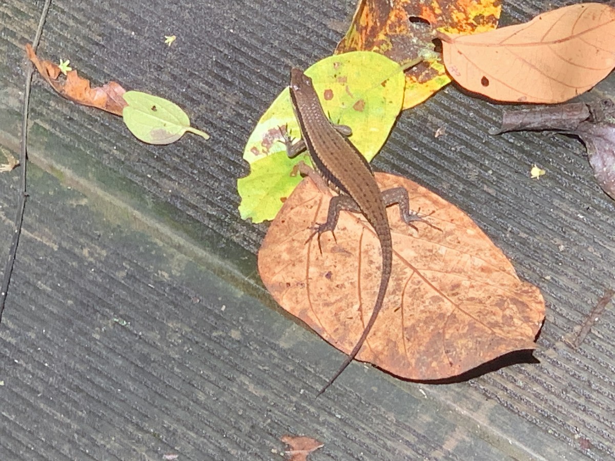 Rough Mabuya - ML646665401