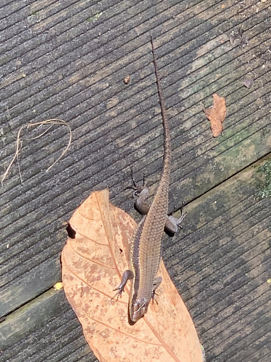 Rough Mabuya - ML646665402