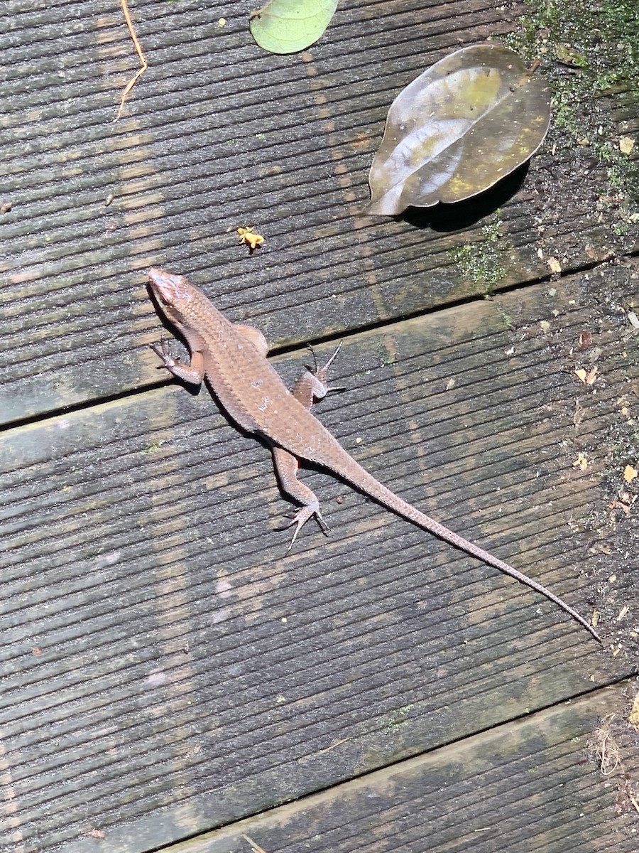 Reptilien - ML646665403