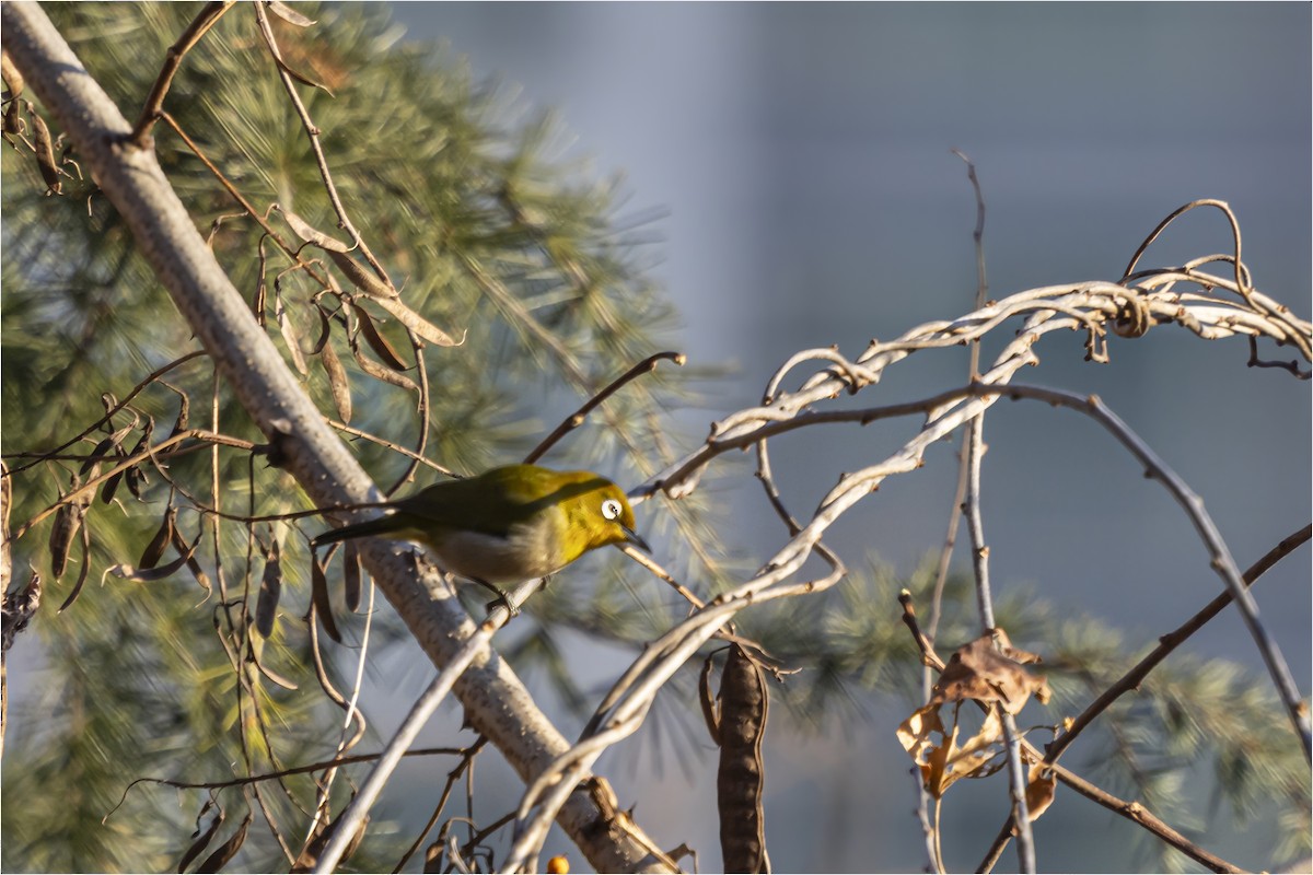 メジロ - ML646665406