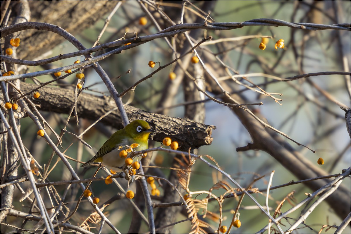 メジロ - ML646665407