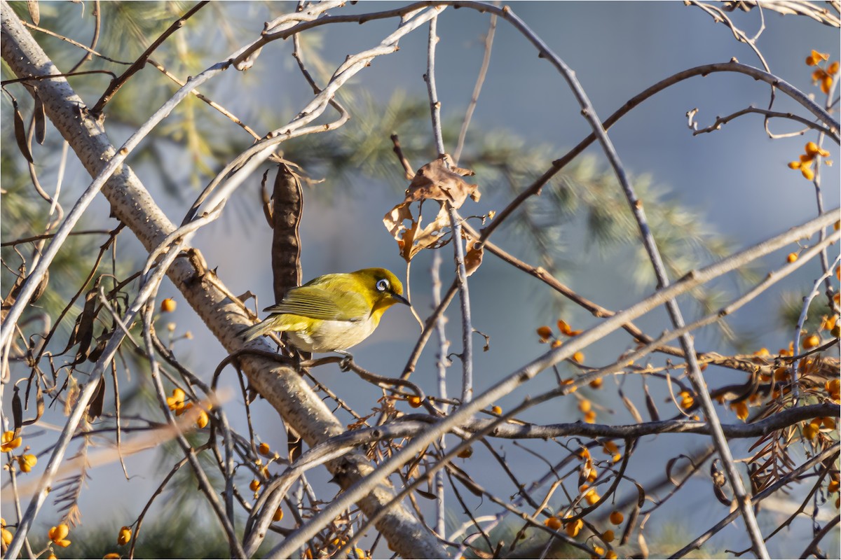 メジロ - ML646665408