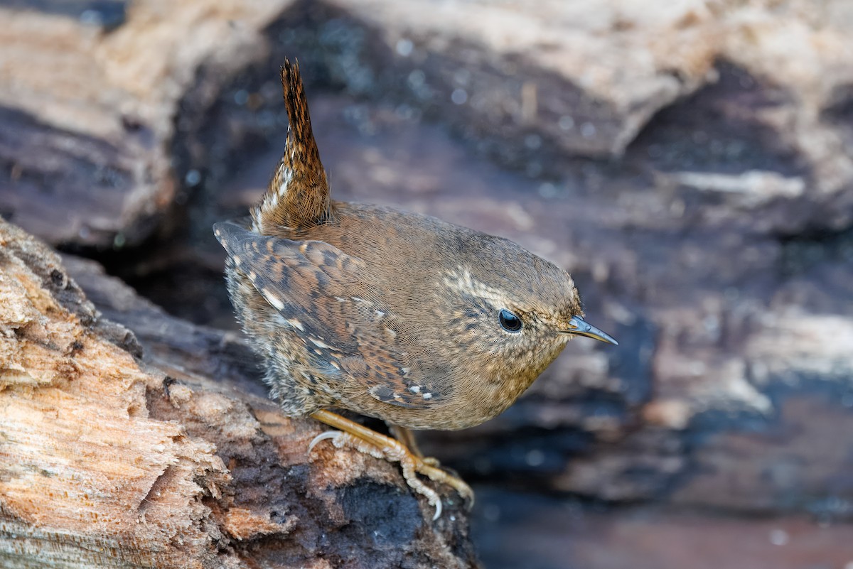 Pazifikzaunkönig - ML646665409