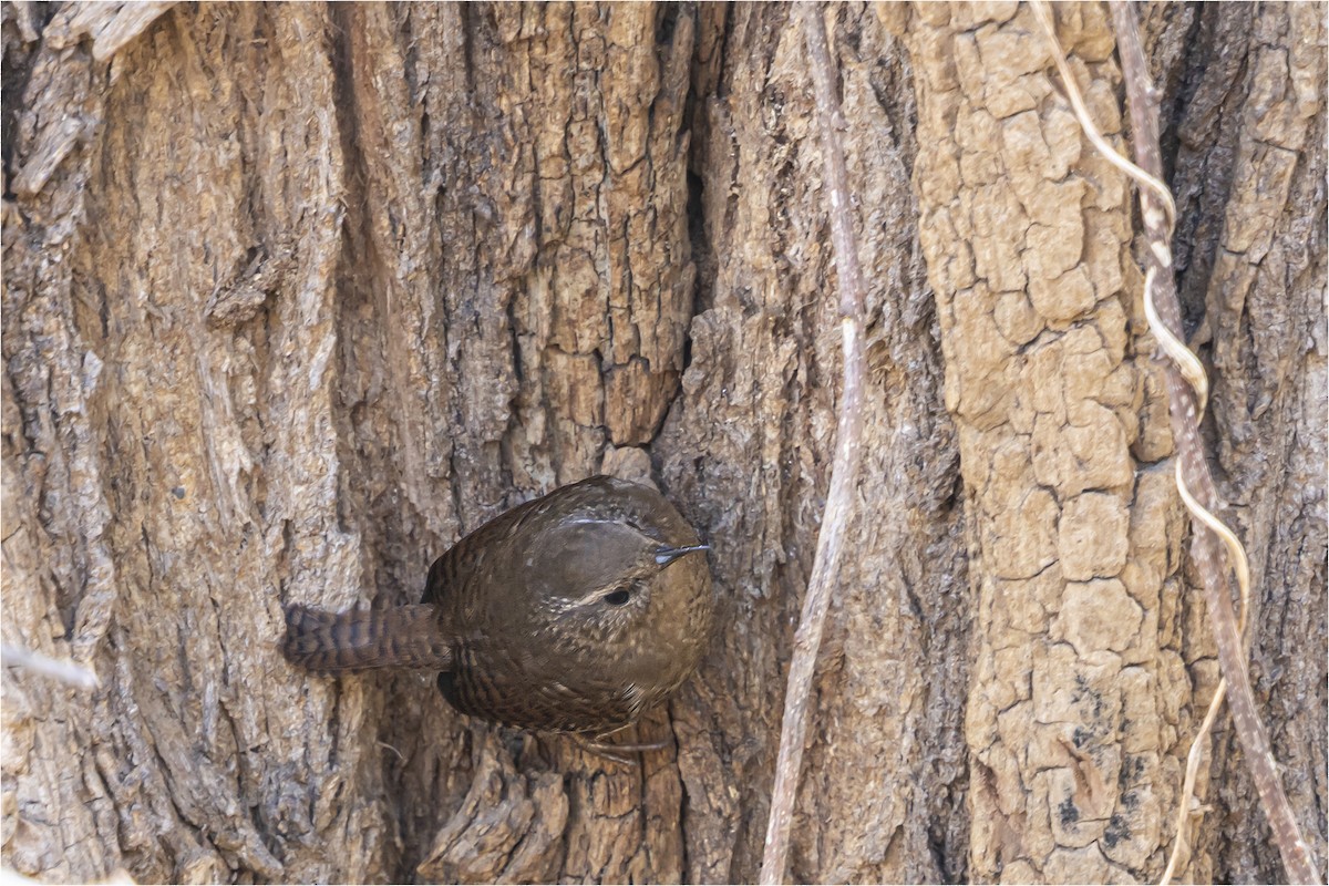 Eurasian Wren - ML646665411