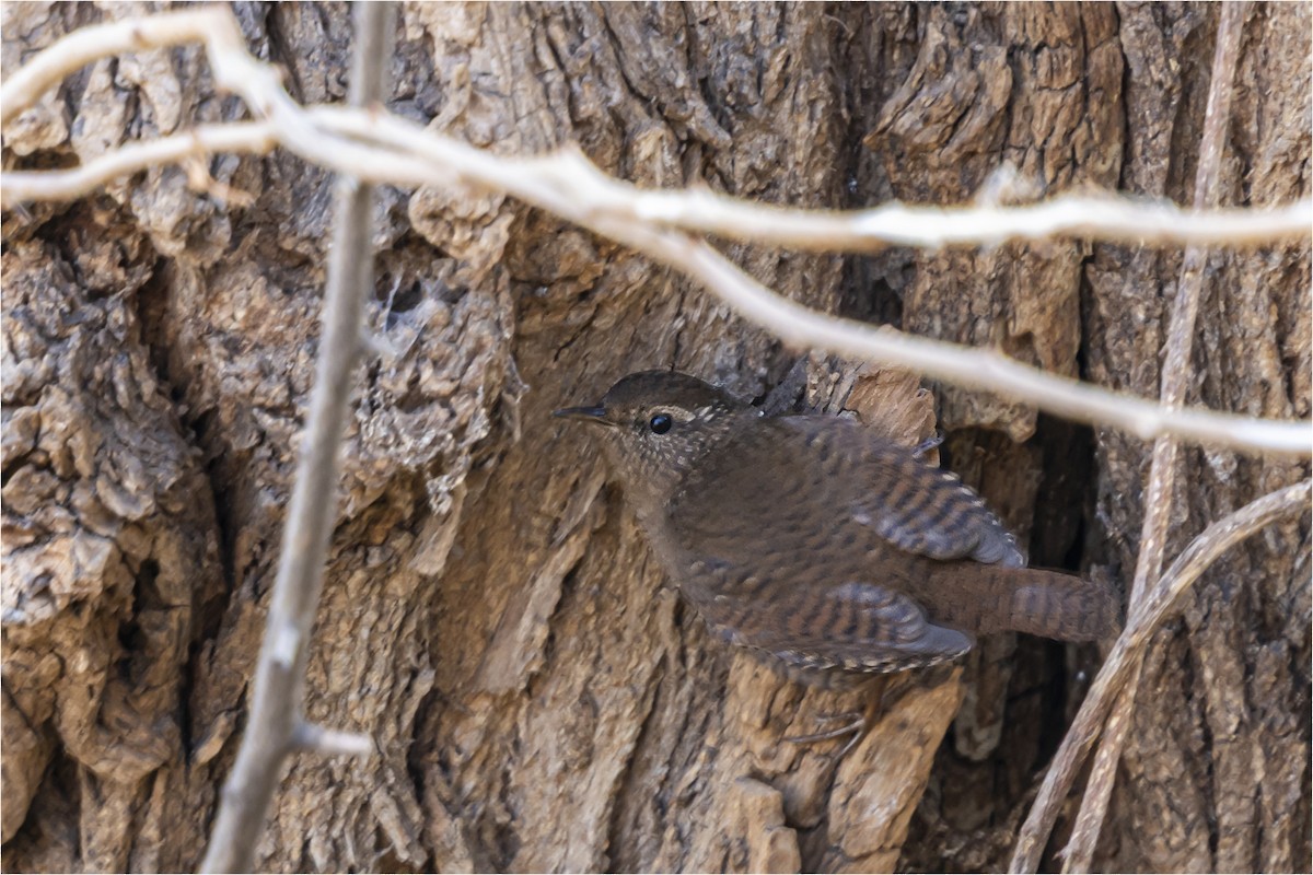Eurasian Wren - ML646665412
