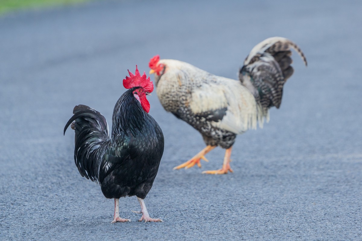 Red Junglefowl (Domestic type) - ML646665413
