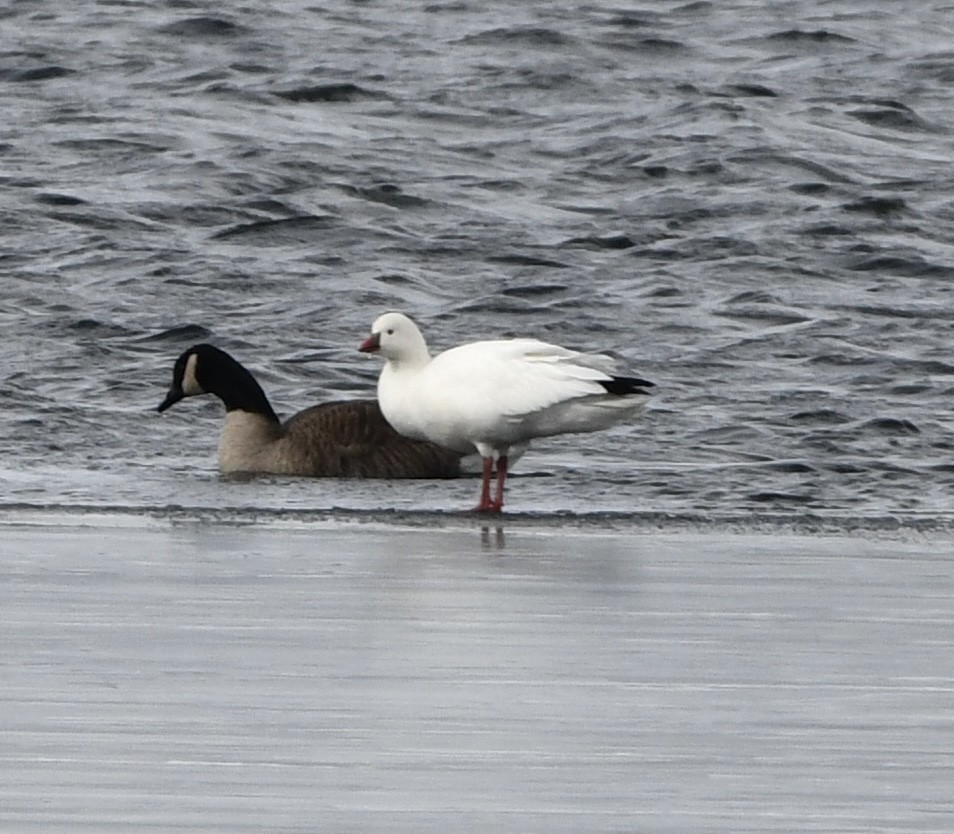 Ross's Goose - ML646665415