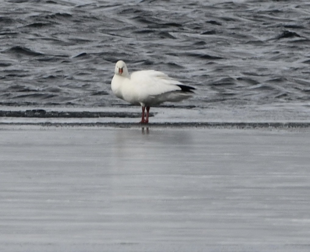 Ross's Goose - ML646665416