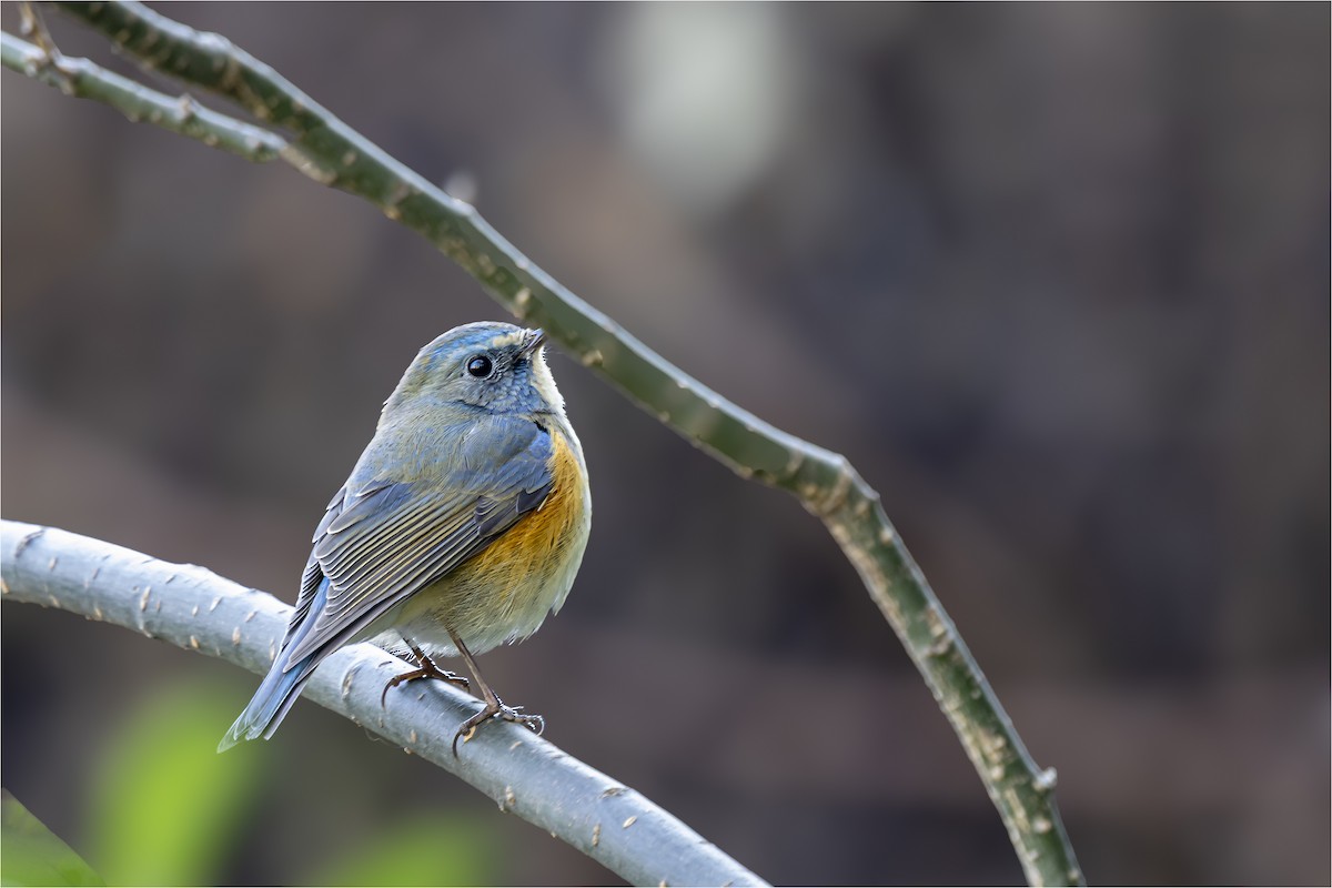 Red-flanked Bluetail - ML646665421