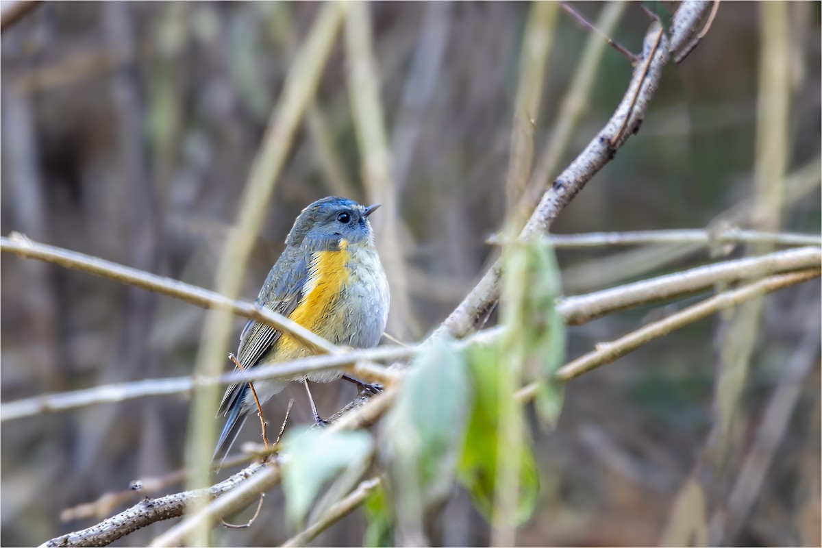 Red-flanked Bluetail - ML646665422