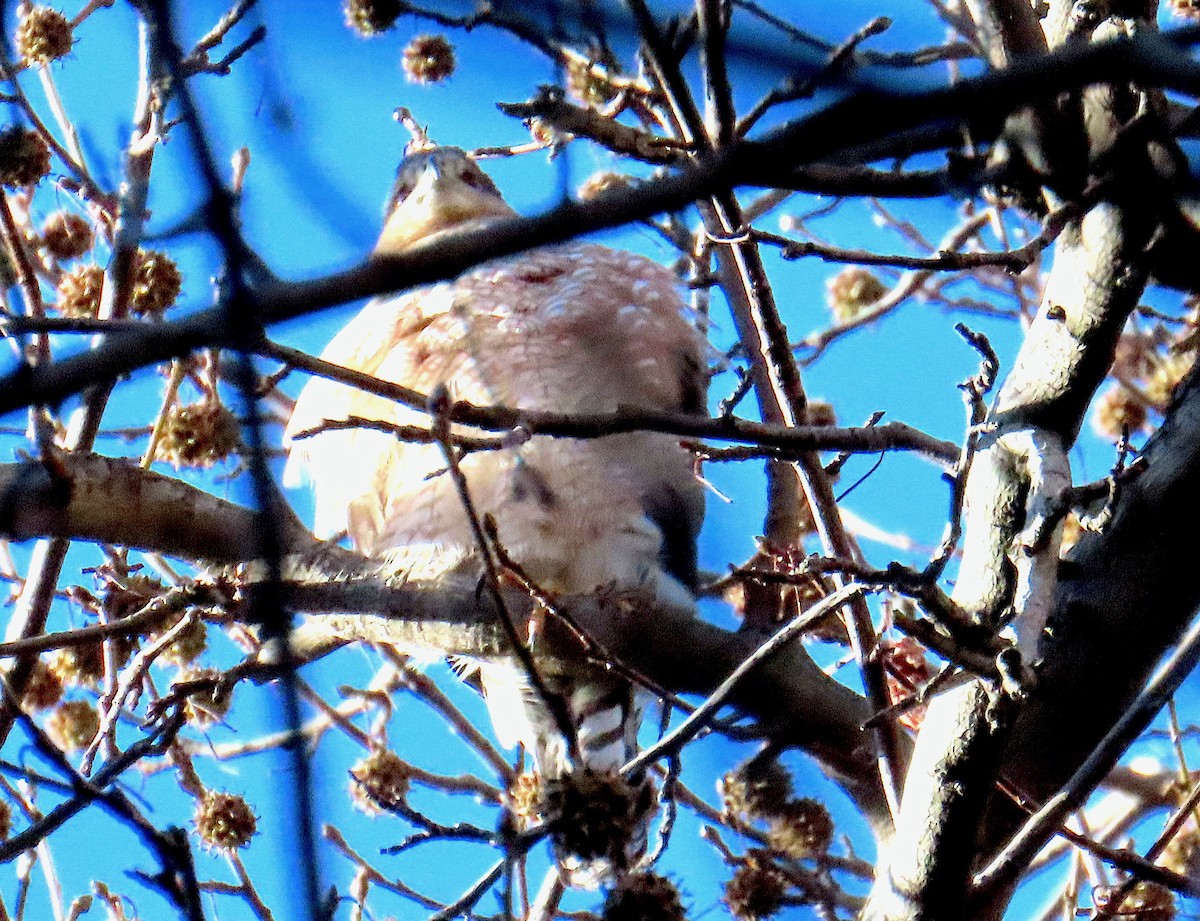 Cooper's Hawk - ML646665424