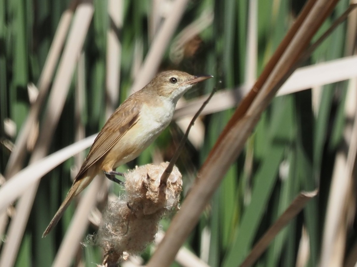 Australian Reed Warbler - ML646665426