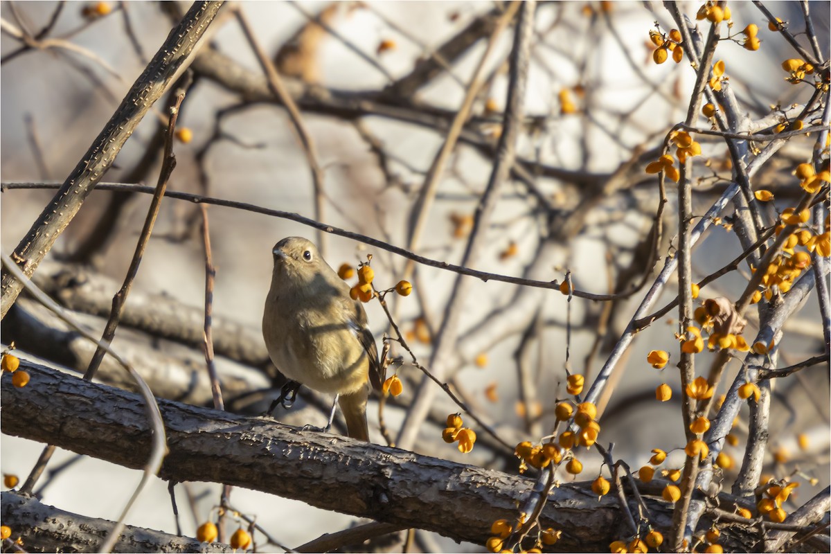חכלילית סיבירית - ML646665428