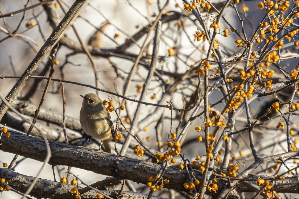 חכלילית סיבירית - ML646665429