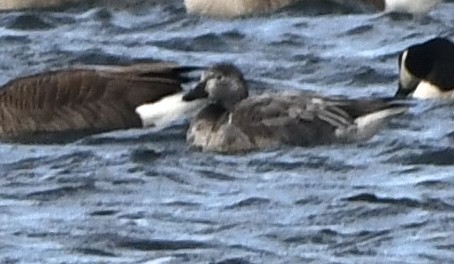 Snow Goose - ML646665430