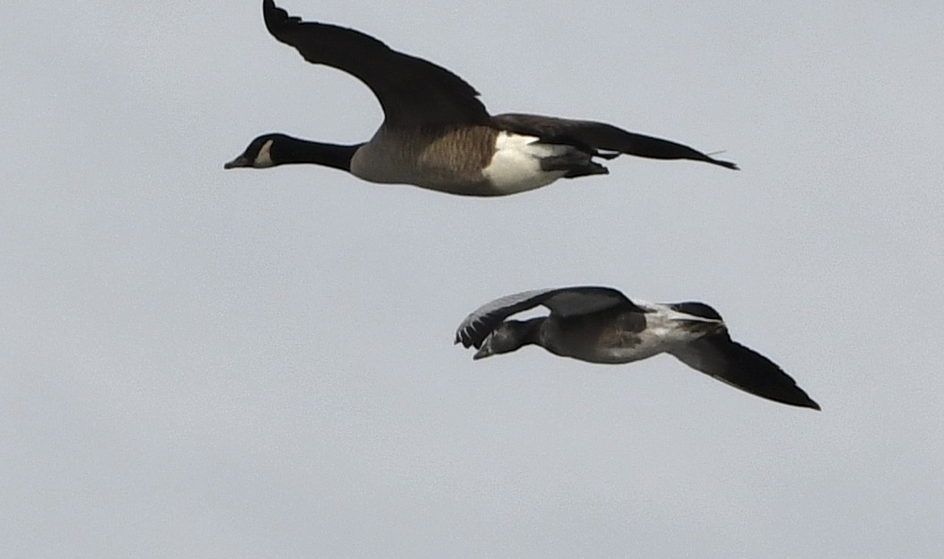 Snow Goose - ML646665431