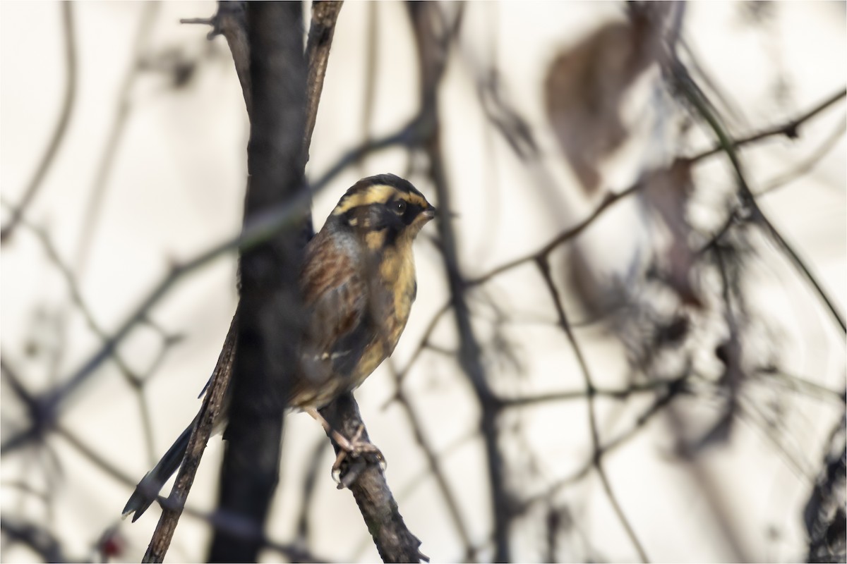 Siberian Accentor - ML646665432