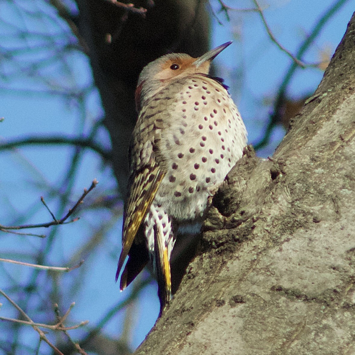 Carpintero Escapulario - ML646665433