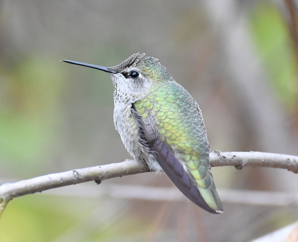 アンナハチドリ - ML646665436