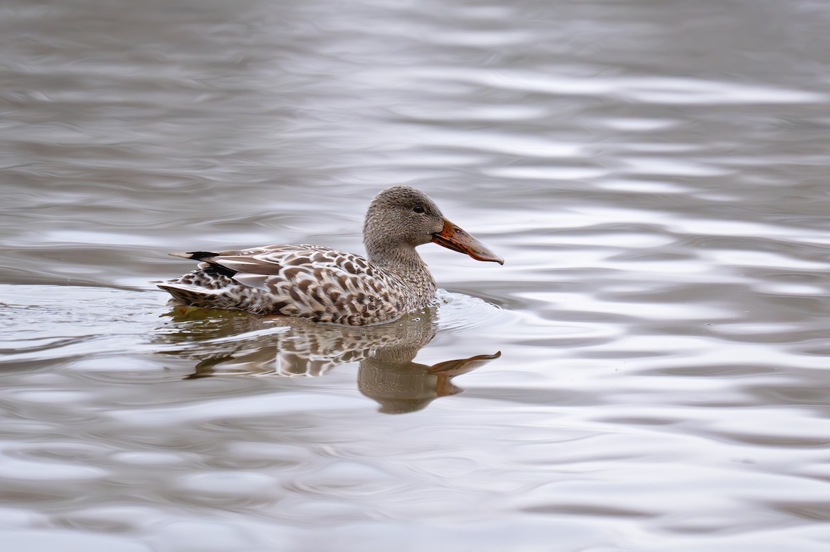 Löffelente - ML646665440