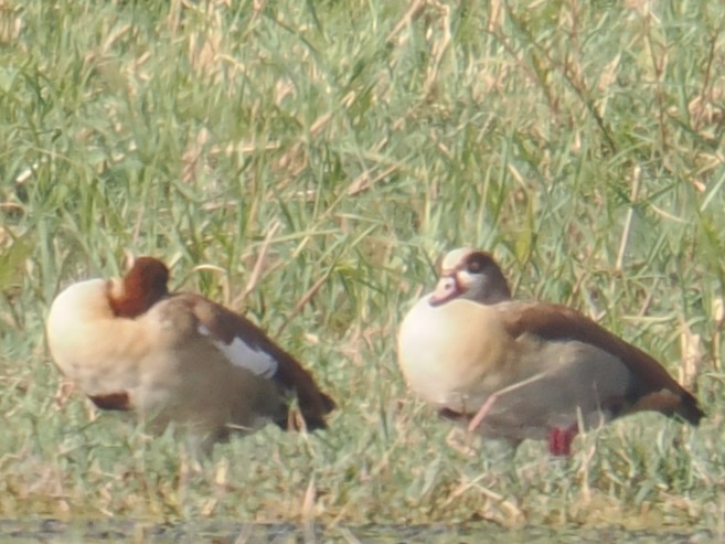 Egyptian Goose - ML646665441