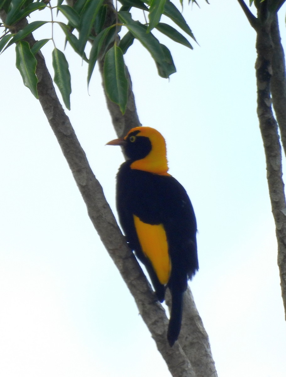 Naip Çardakkuşu - ML646665442