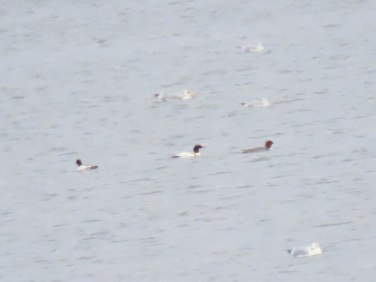 Common Merganser - ML646665443