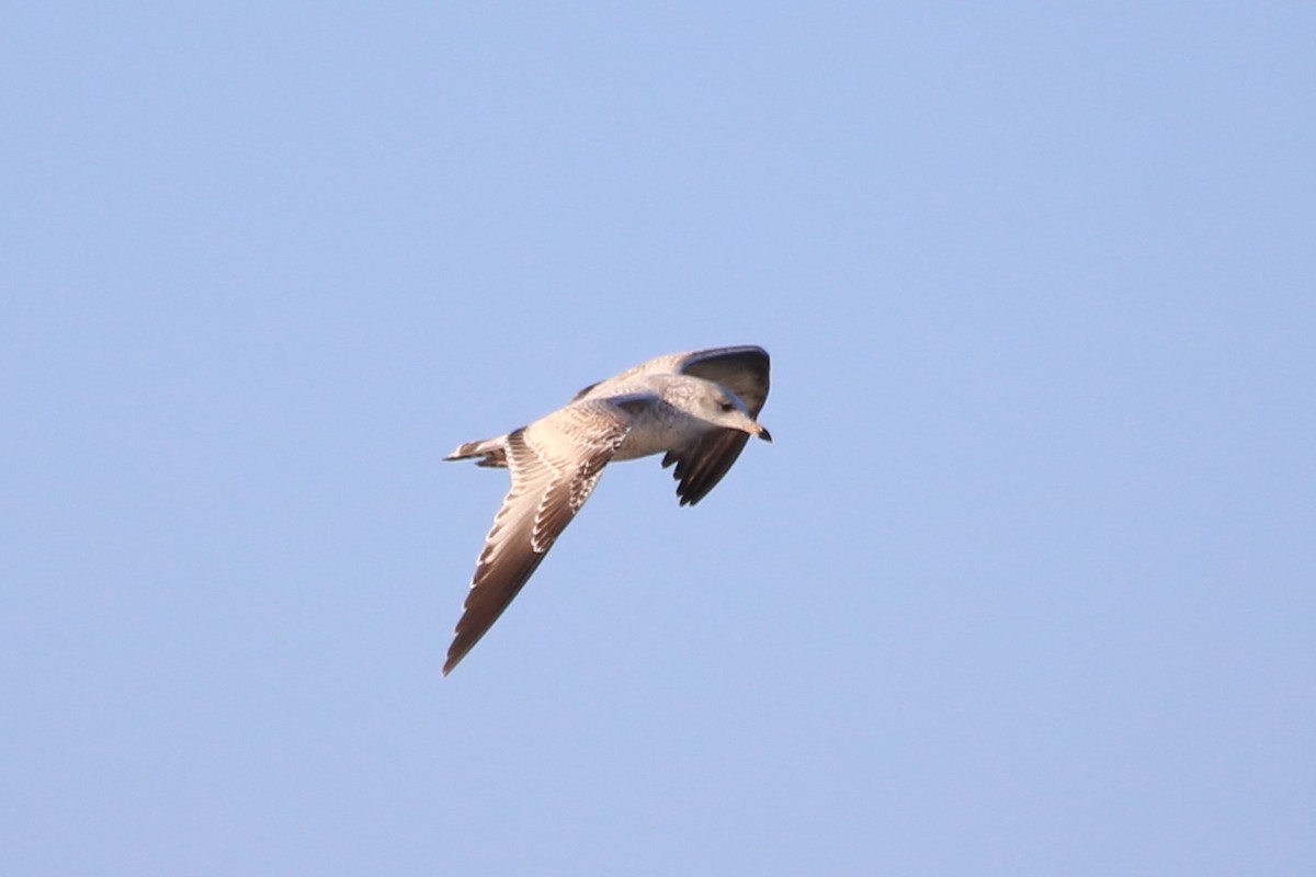 שחף עקוד-מקור - ML646665444