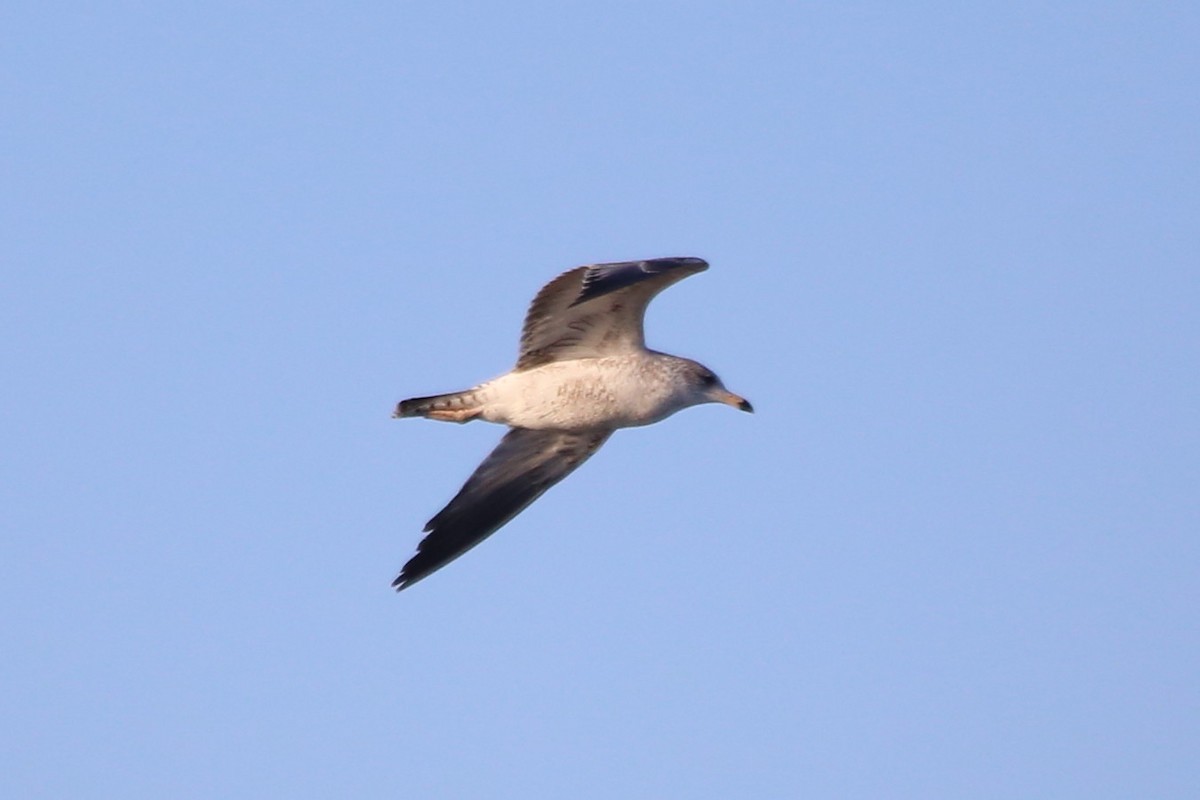 שחף עקוד-מקור - ML646665445