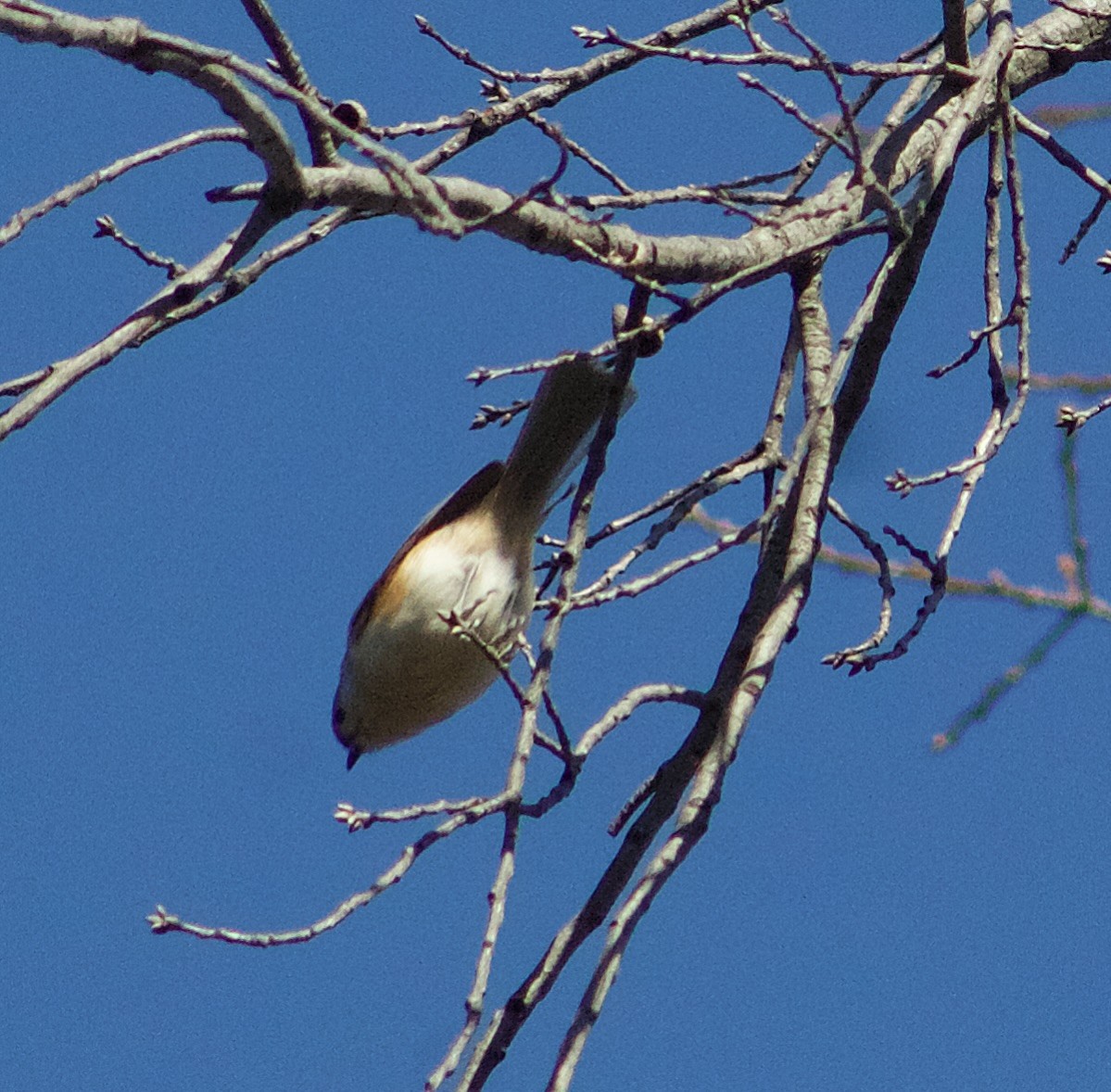 Herrerillo Bicolor - ML646665446