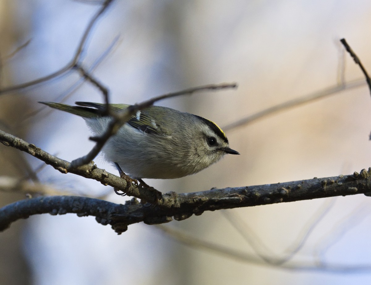 Golden-crowned Kinglet - ML646665447
