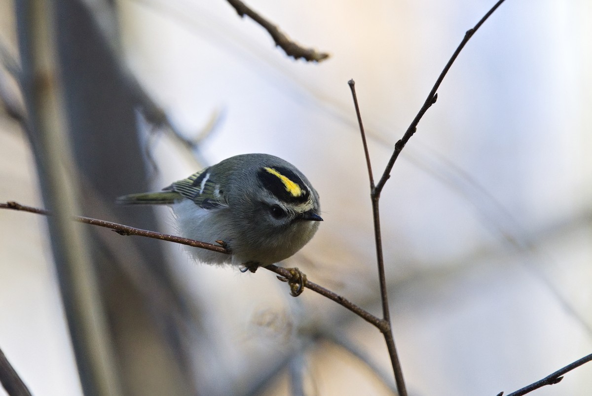 Golden-crowned Kinglet - ML646665448