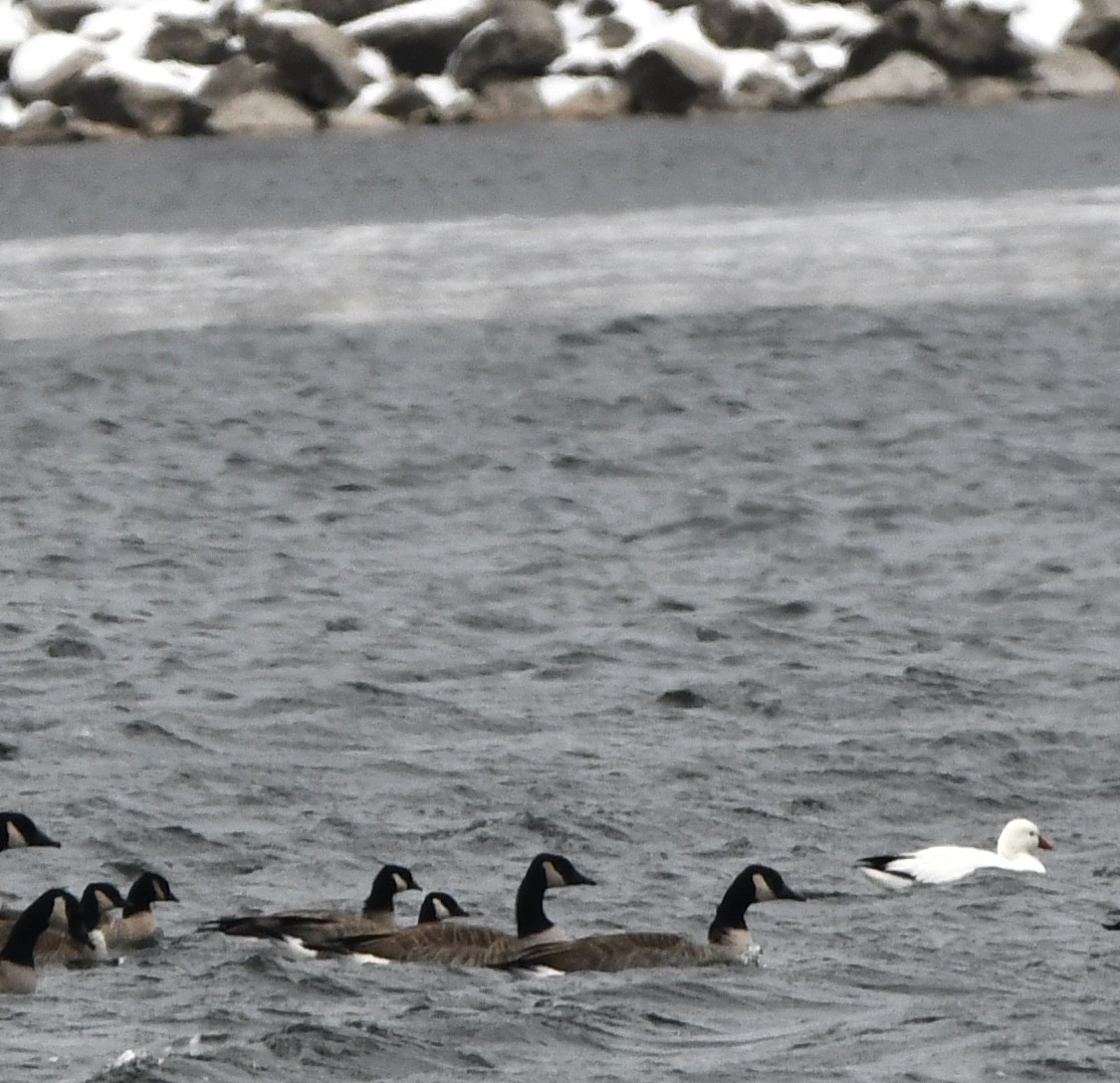 Cackling Goose - ML646665449