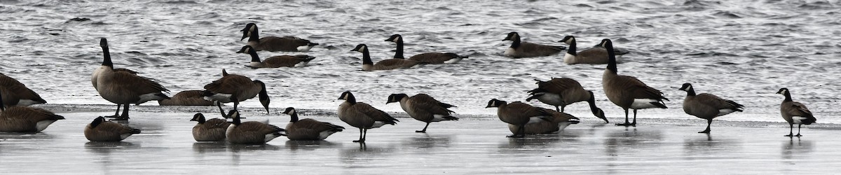 Cackling Goose - ML646665450