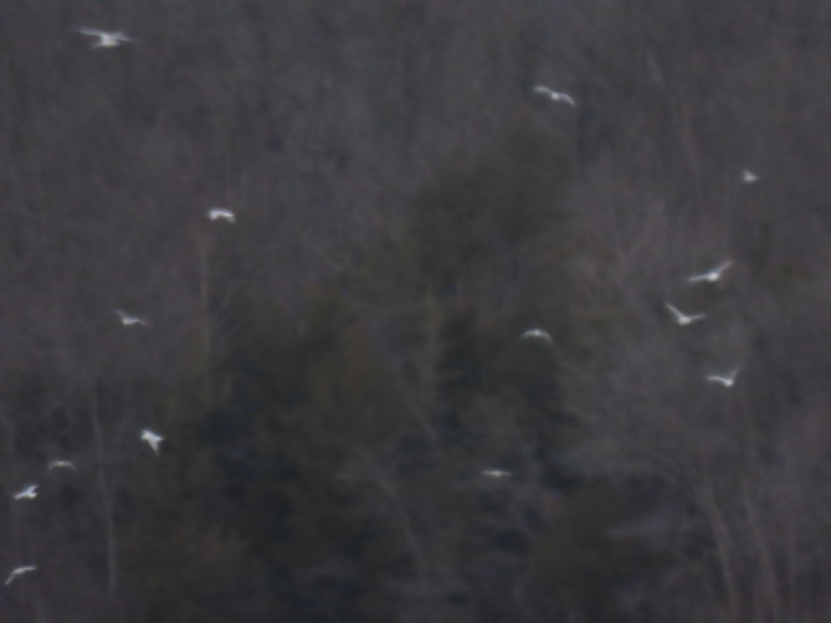 Ring-billed Gull - ML646665451