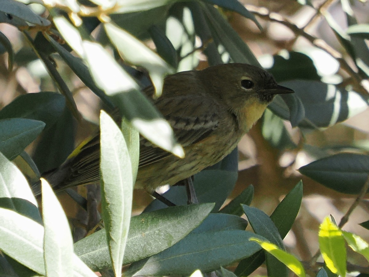 Yellow-rumped Warbler (Audubon's) - ML646665452