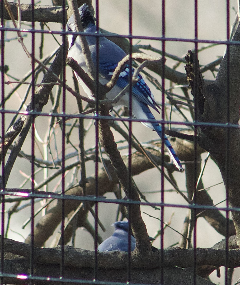 Chara Azul - ML646665453