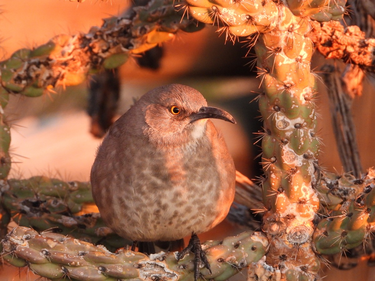 Curve-billed Thrasher - ML646665454