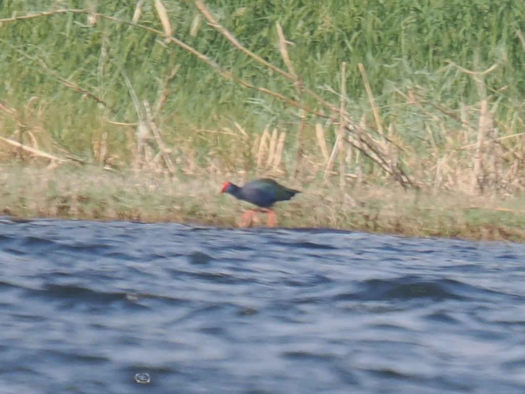 African Swamphen - ML646665455