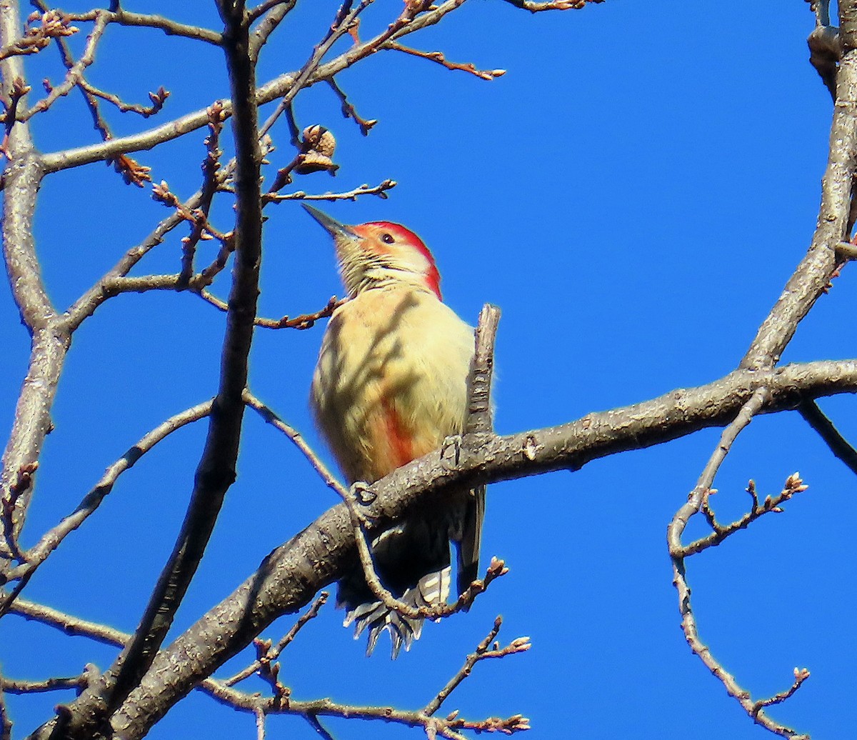 Red-bellied Woodpecker - ML646665462
