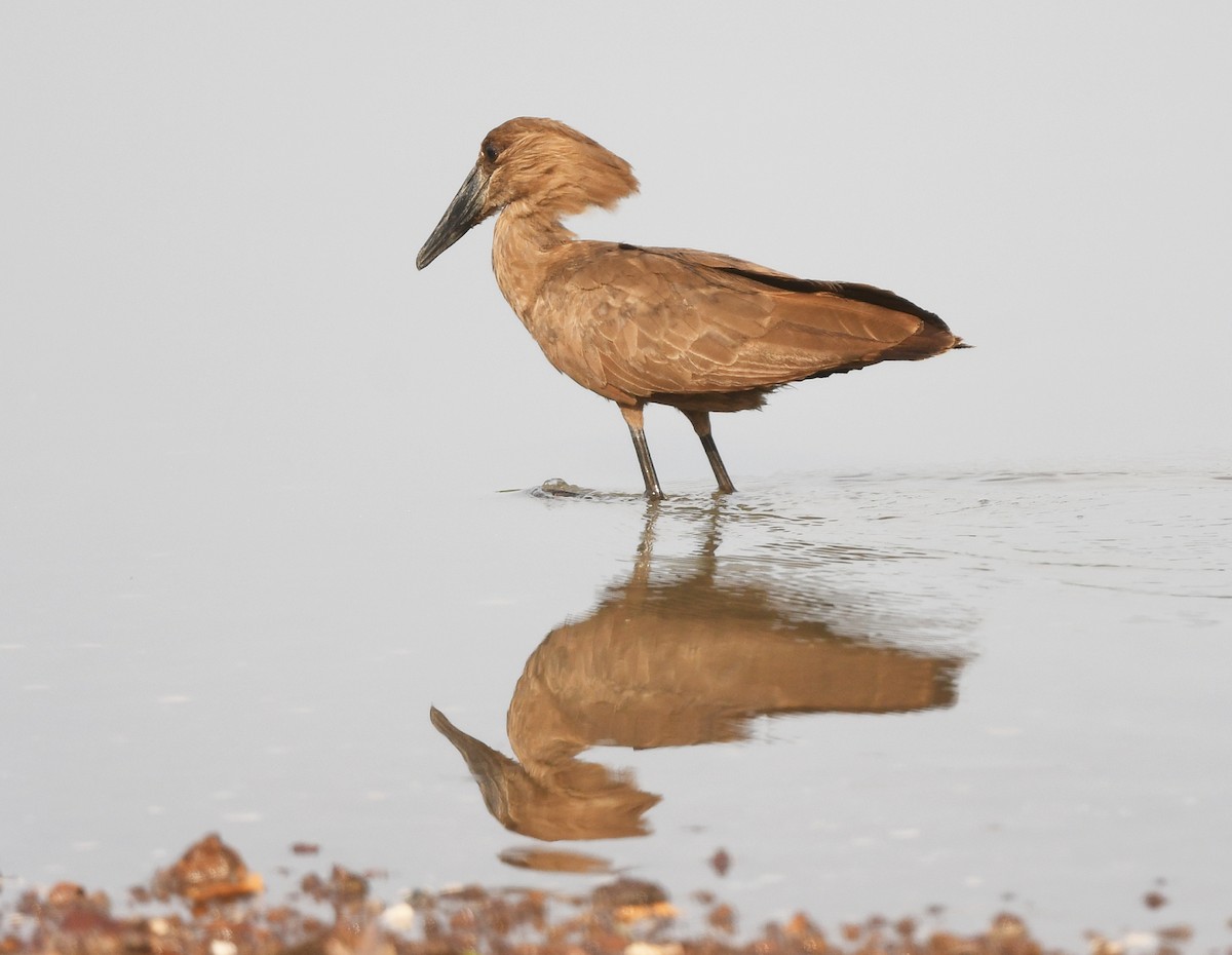 Hamerkop - ML646665463
