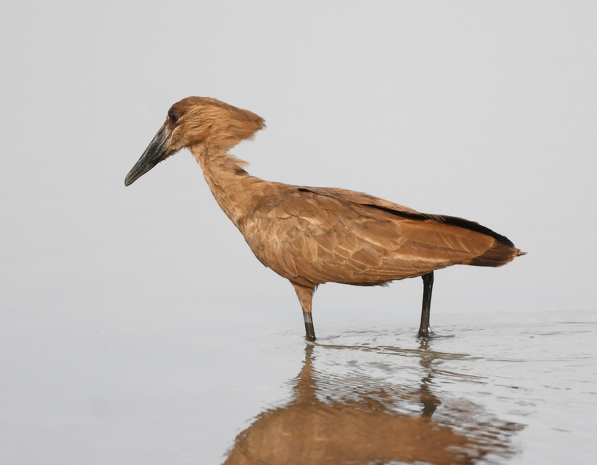 Hamerkop - ML646665464