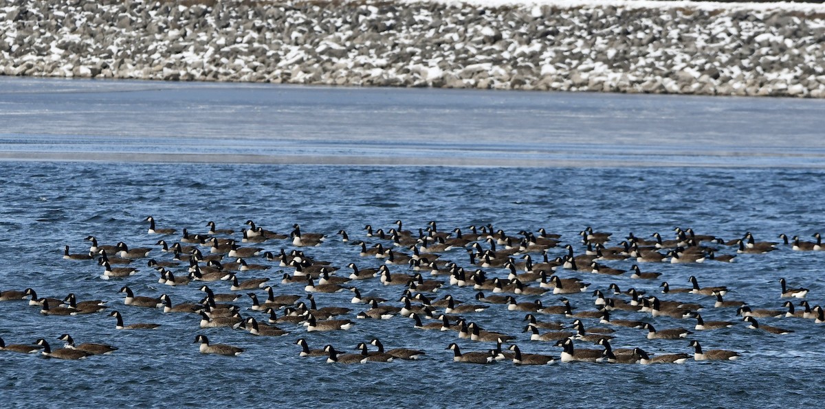 Canada Goose - ML646665468