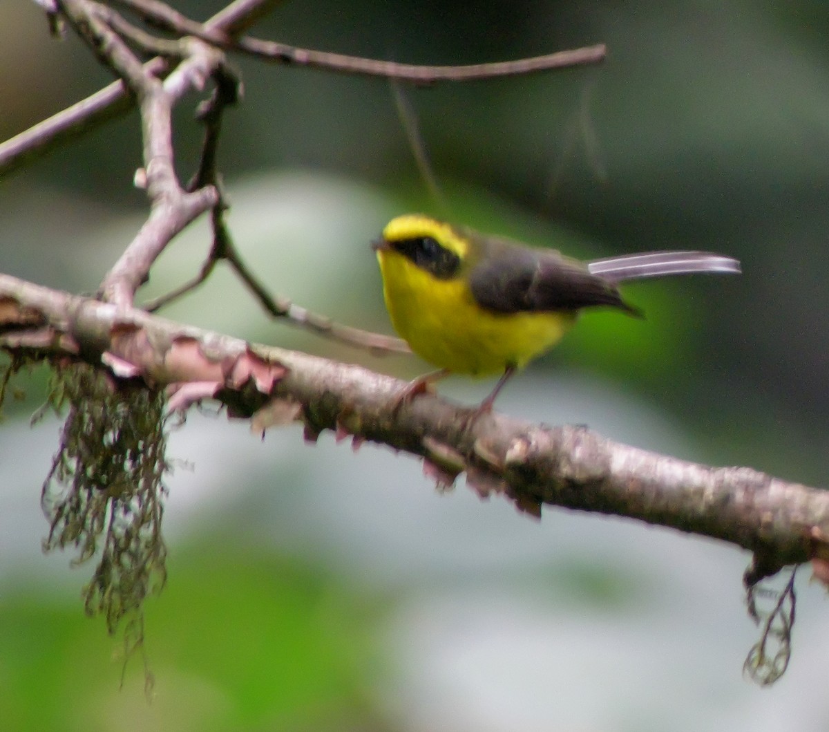 Yellow-bellied Fairy-Fantail - ML646665470