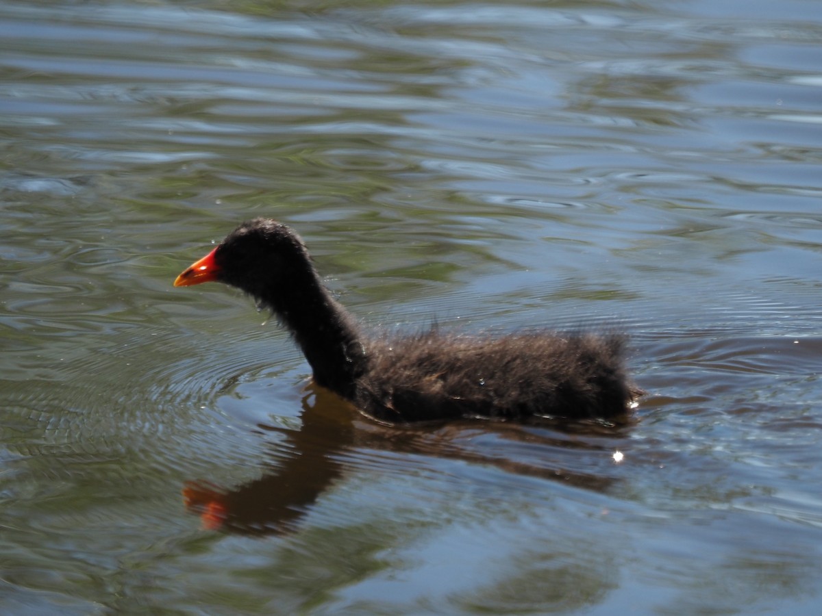Dusky Moorhen - ML646665471