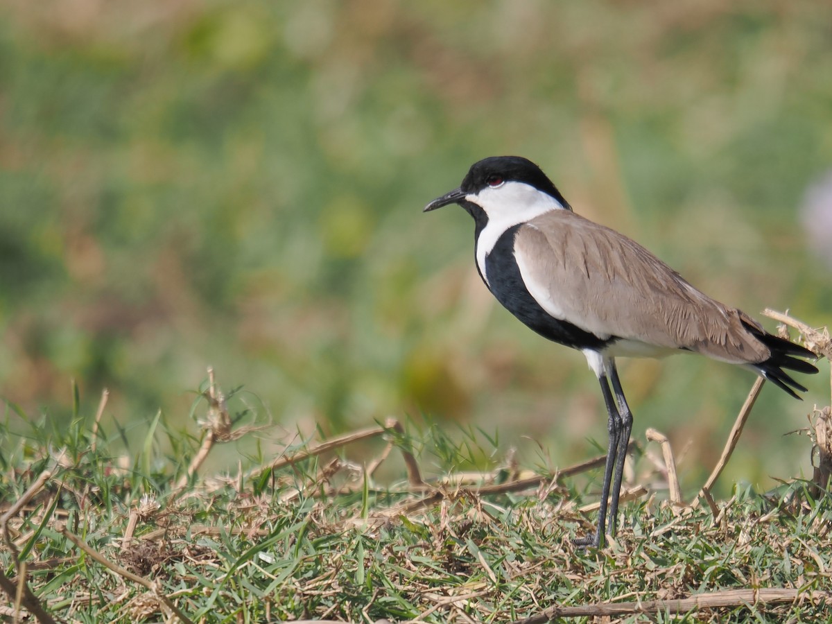 Vanneau à éperons - ML646665472