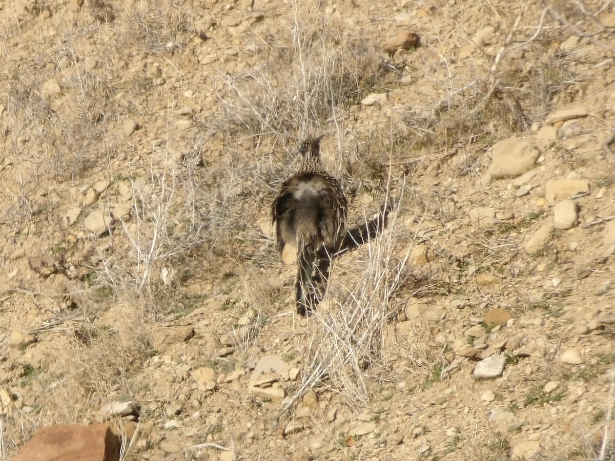 Büyük Yerkoşarı - ML646665473