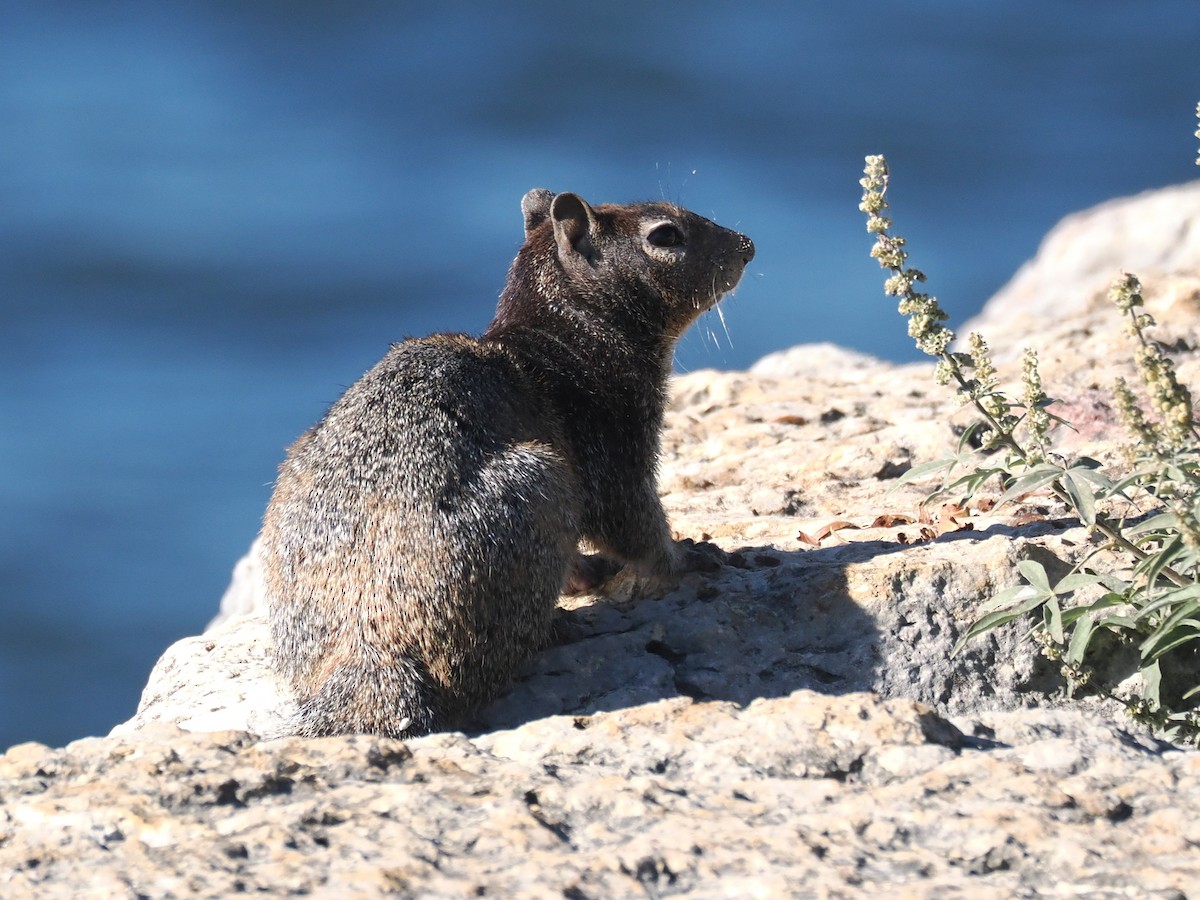 Texas Rock Squirrel - ML646665474