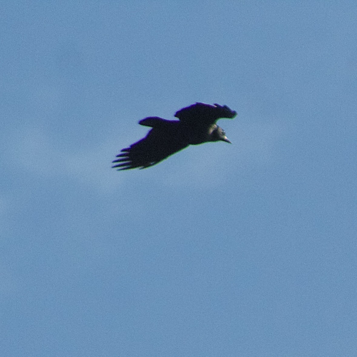 Cuervo Americano - ML646665476