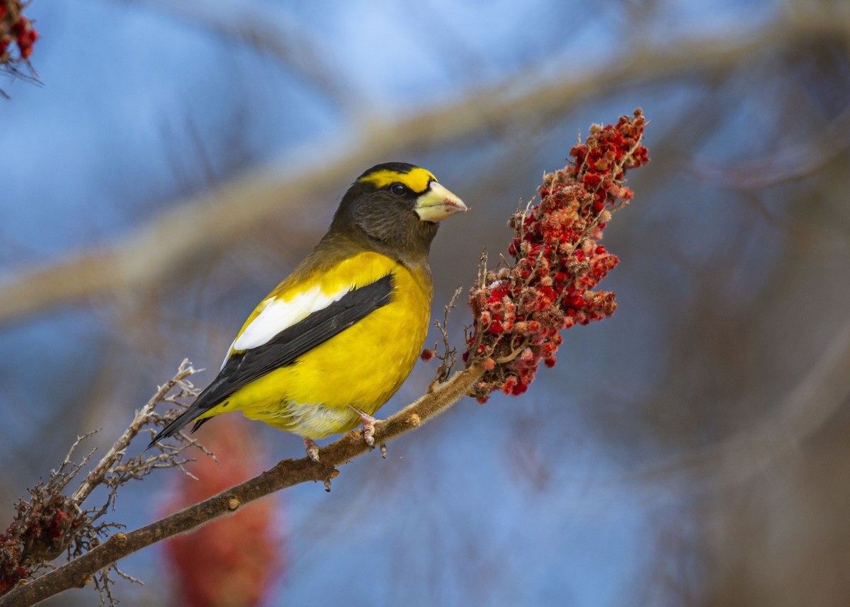 עב-מקור ערב - ML646665477